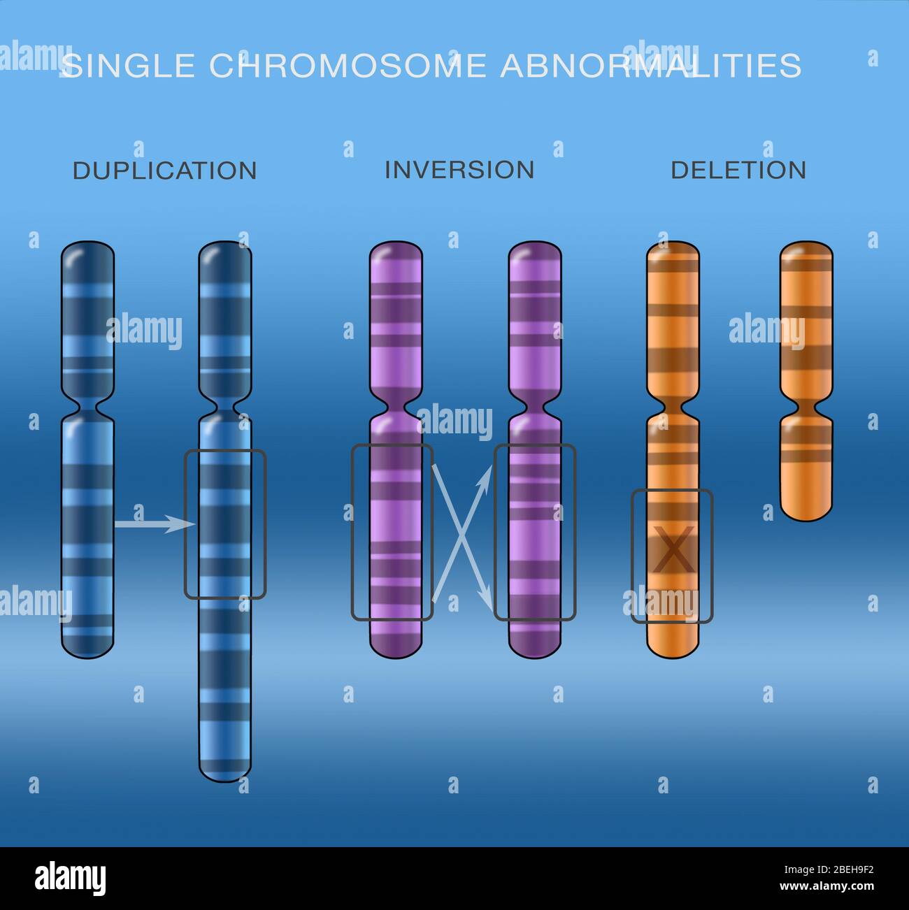 Duplication chromosomique, illustration Banque D'Images