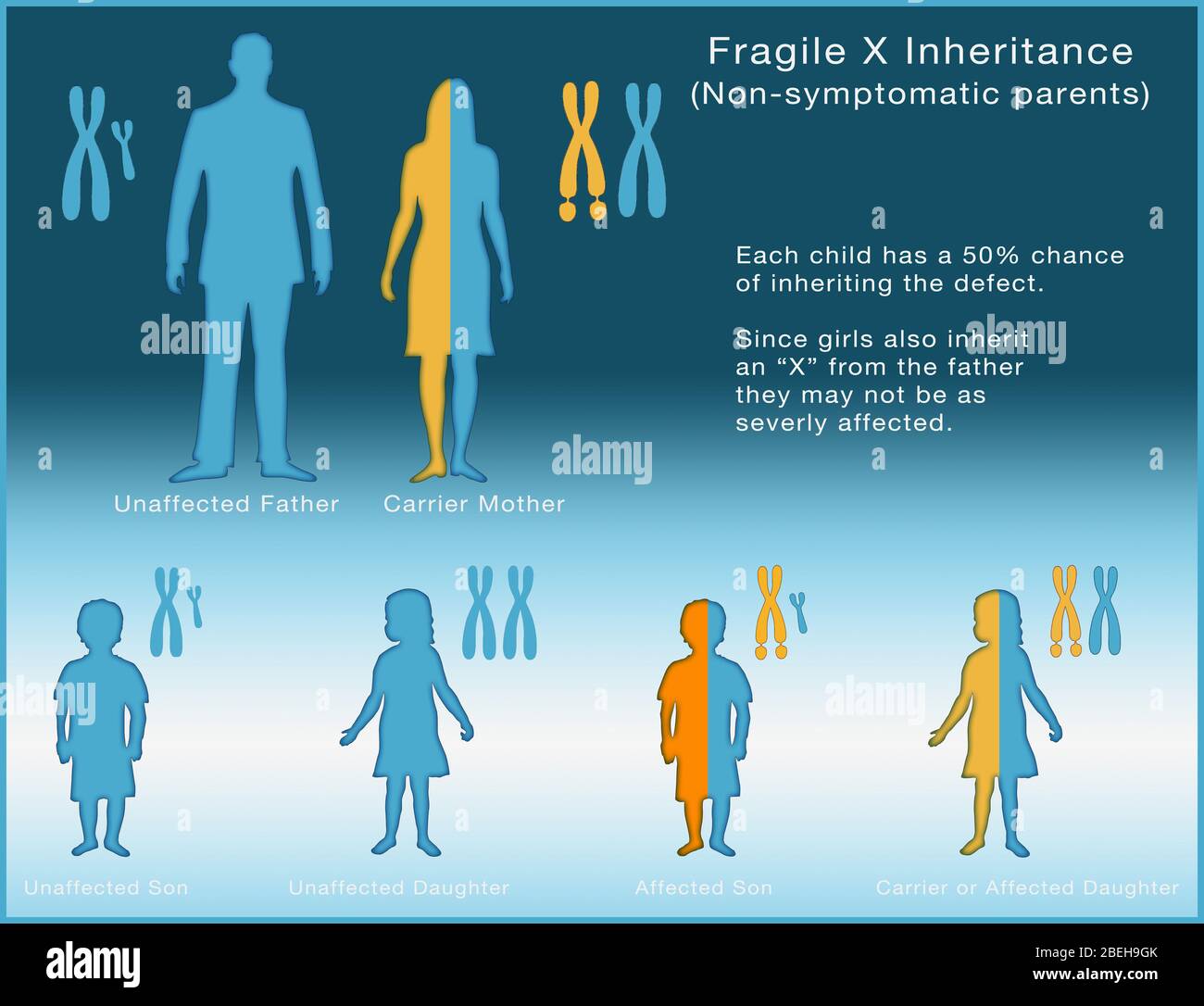 Héritage X fragile, illustration Banque D'Images