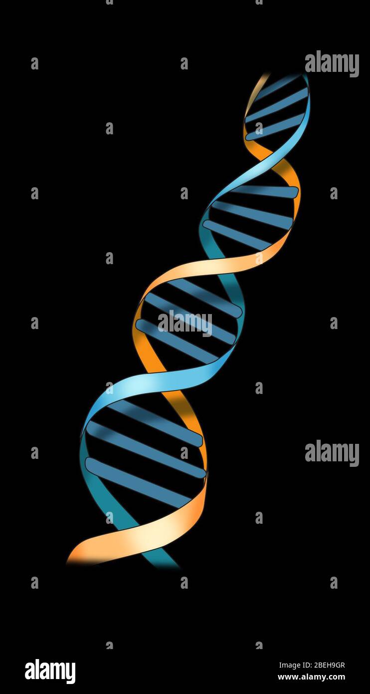 ADN, double hélice. Illustration. Banque D'Images
