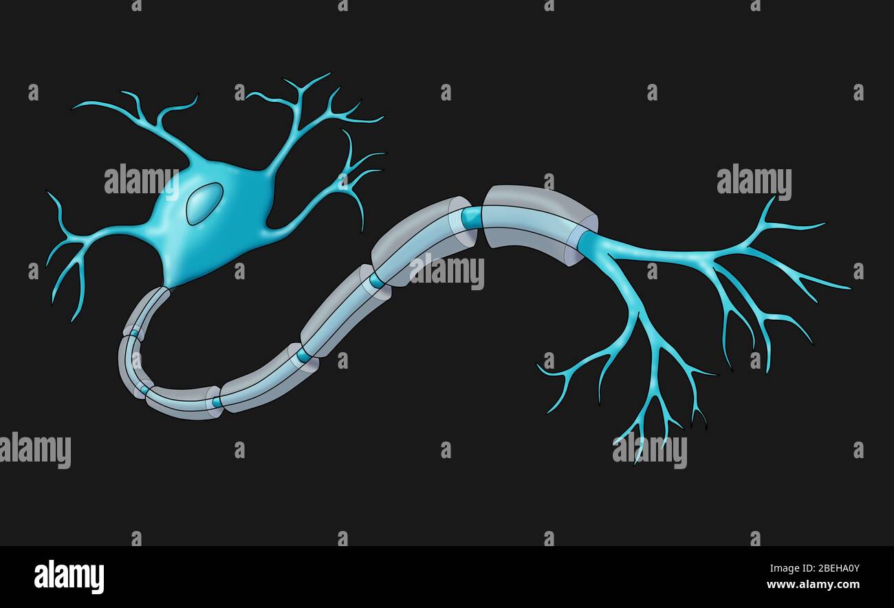 Neurone avec gaine de myéline saine Banque D'Images