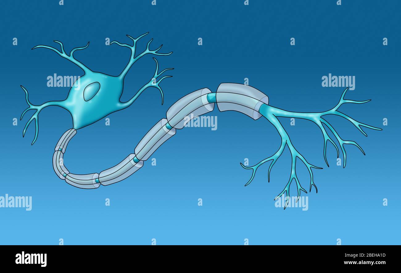Neurone avec gaine de myéline saine Banque D'Images