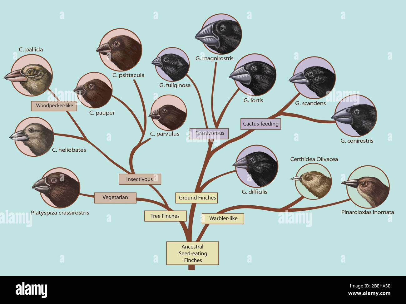 Arbre de famille Finch, illustration Banque D'Images
