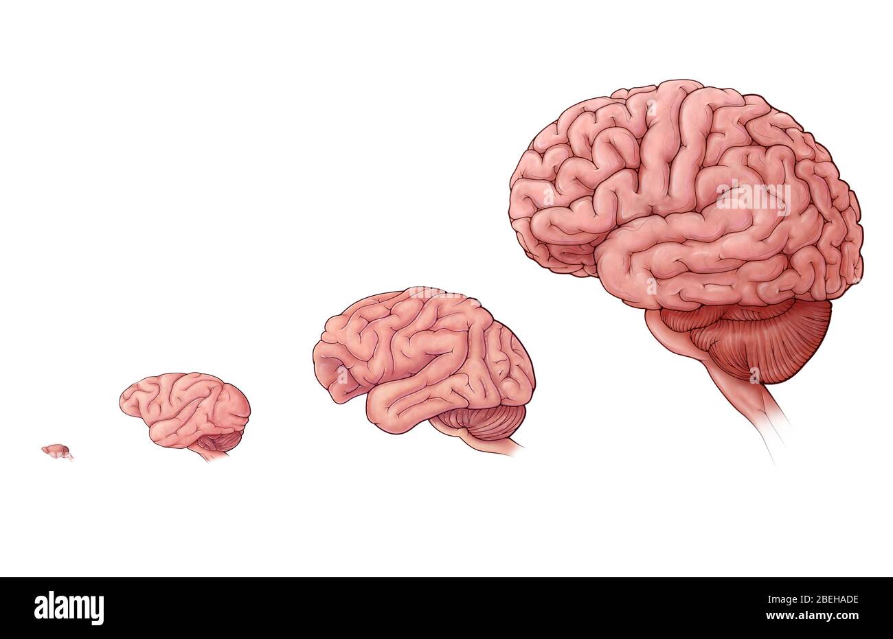 Comparaison de la taille du cerveau Banque D'Images