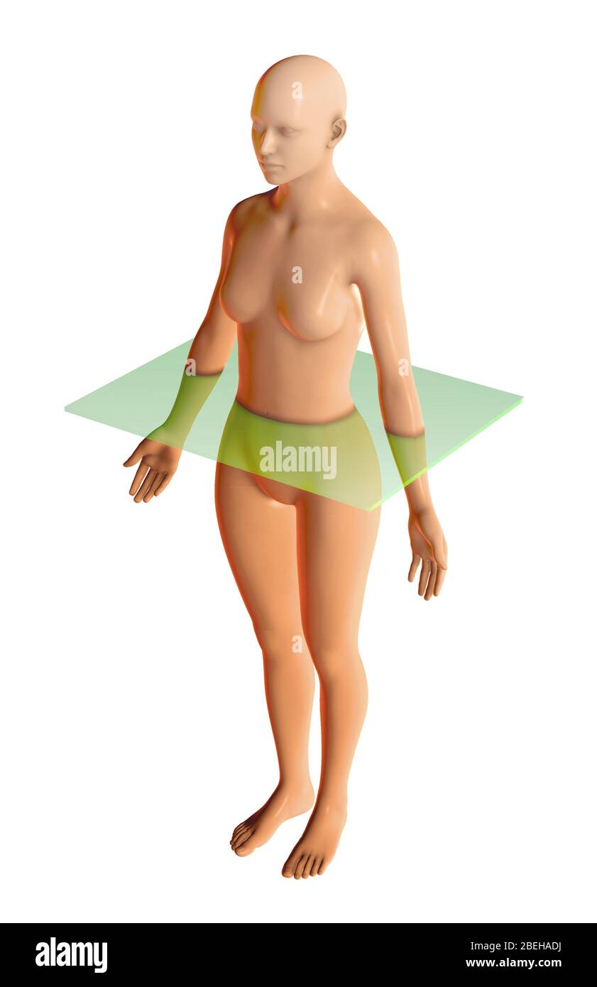 Plan transversal, illustration Banque D'Images