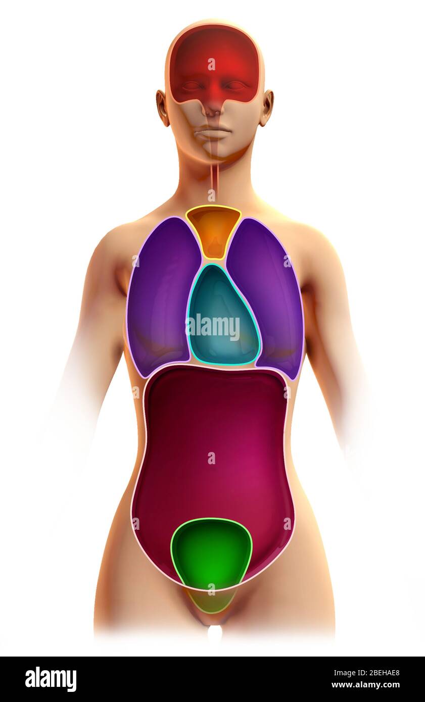 Cavités du corps, illustration Banque D'Images