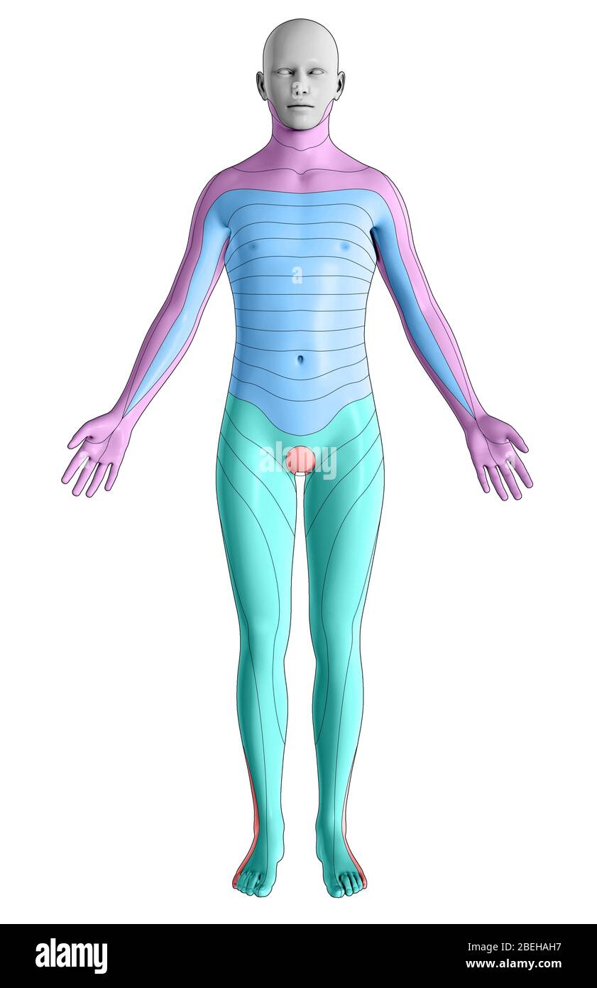 Dermatoses, vue antérieure Banque D'Images