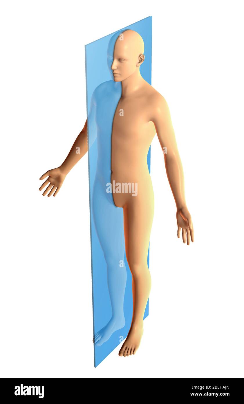 Illustration d'un corps mâle montrant le plan sagittal. Le plan sagittal sépare les parties gauche et droite du corps. Banque D'Images
