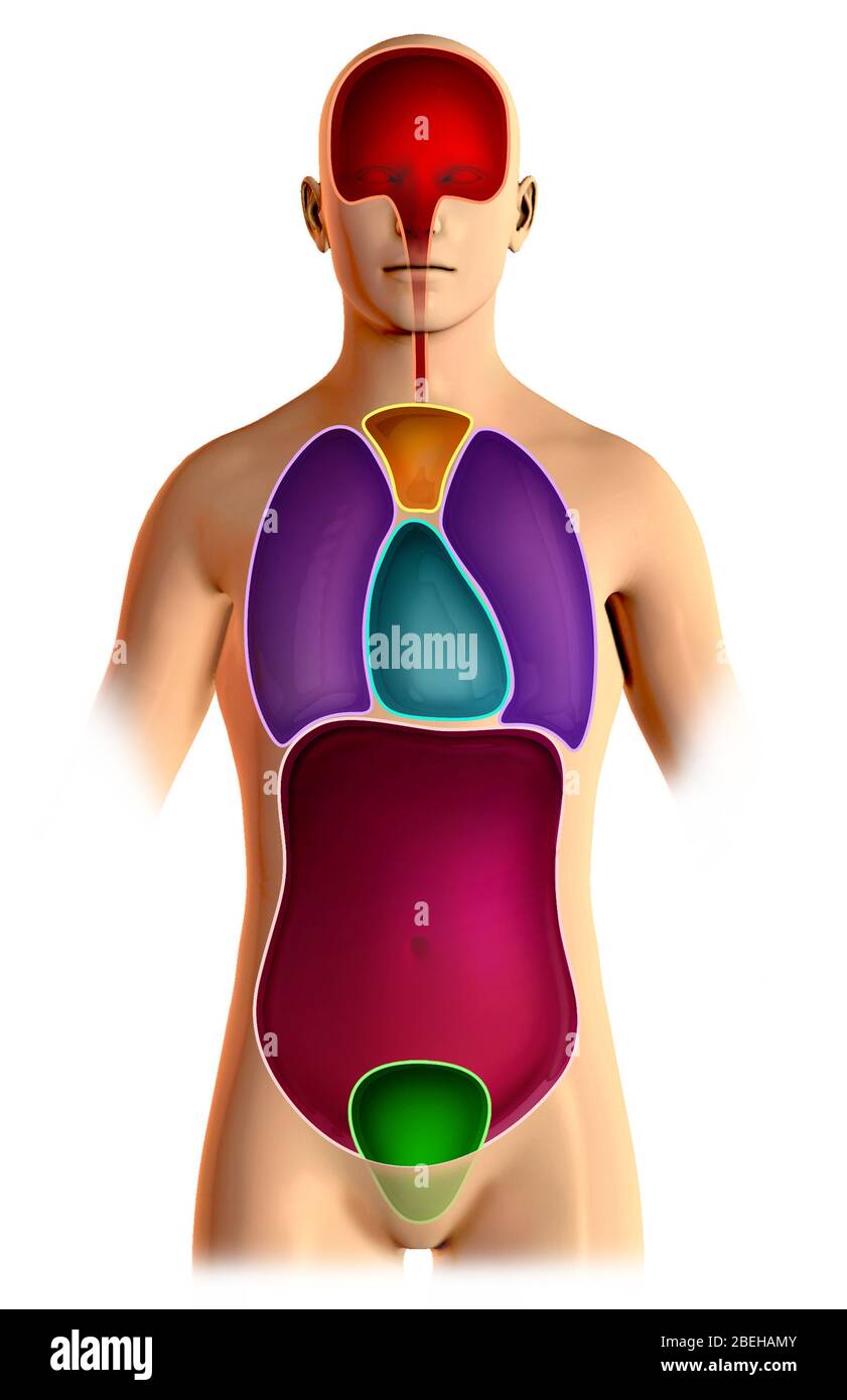 Cavités du corps Banque D'Images