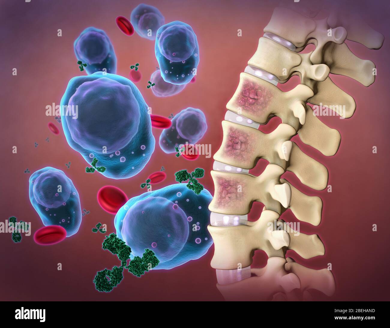 Lymphocytes dans le sang Banque de photographies et d'images à haute  résolution - Alamy