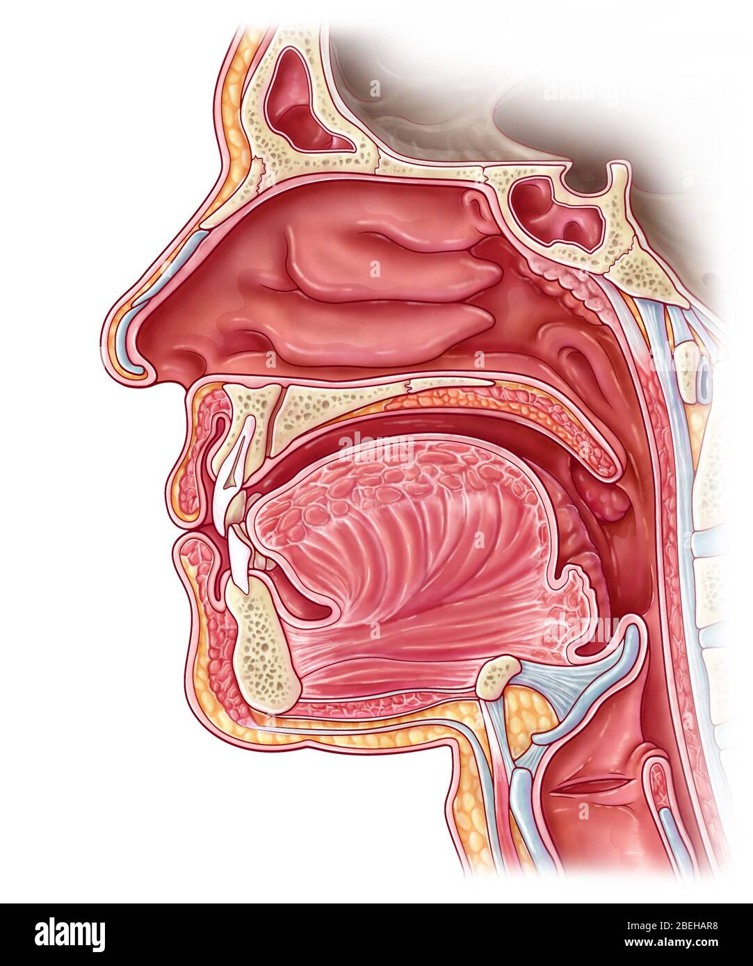 Cavité nasale, illustration Banque D'Images