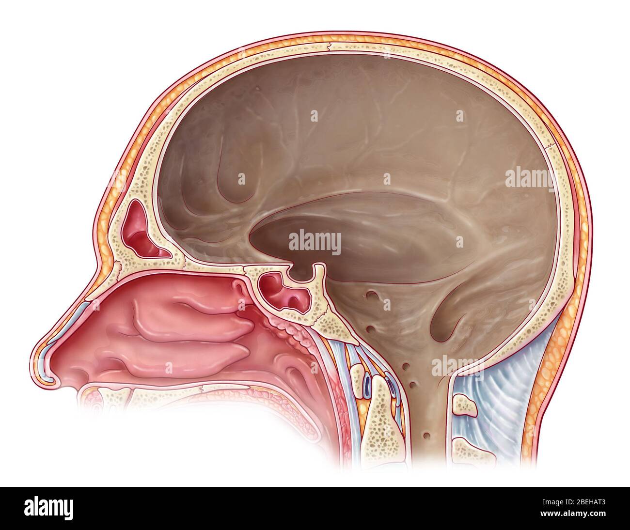 Illustration de la cavité crânienne à partir d'une vue sagittale médiane. L'espace est doublé d'une membrane dure appelée le mater de la dura, qui est la couche la plus externe des méninges qui entourent le cerveau et la moelle épinière. Banque D'Images