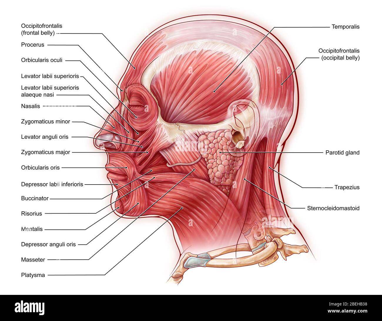 Muscles du visage, illustration Banque D'Images