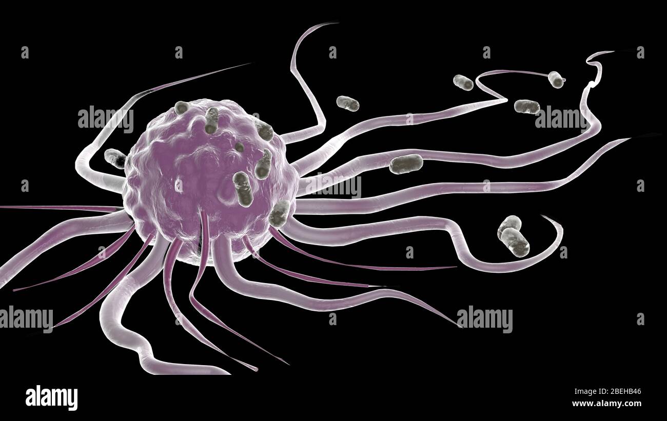 Macrophage attaquant des bactéries, Illustration Banque D'Images