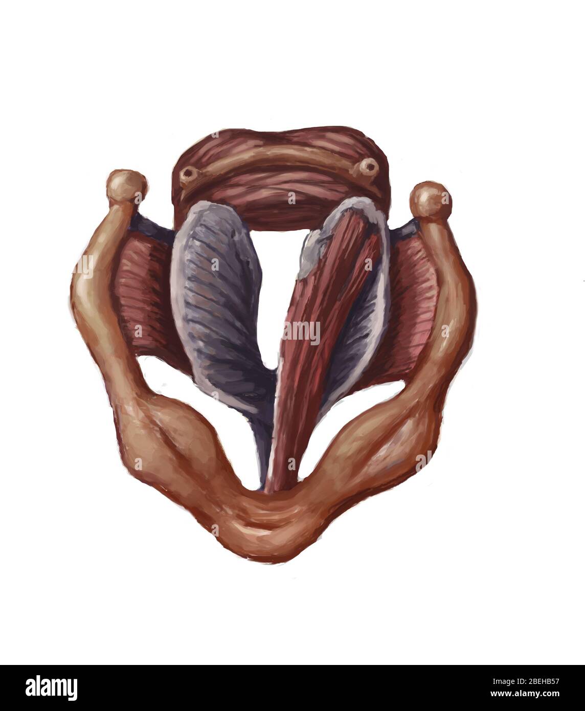 Anatomie d'une trachée, illustration Banque D'Images