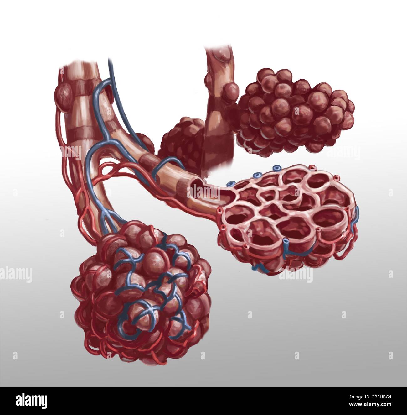 Aveoli, Illustration Banque D'Images