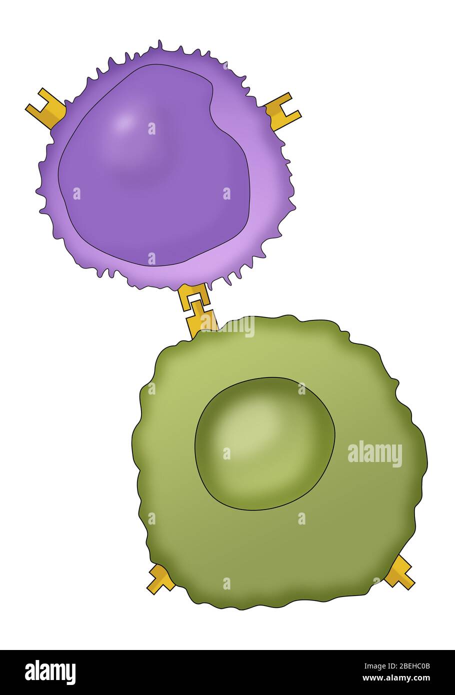 Lymphocytes et cellules cancéreuse Banque D'Images