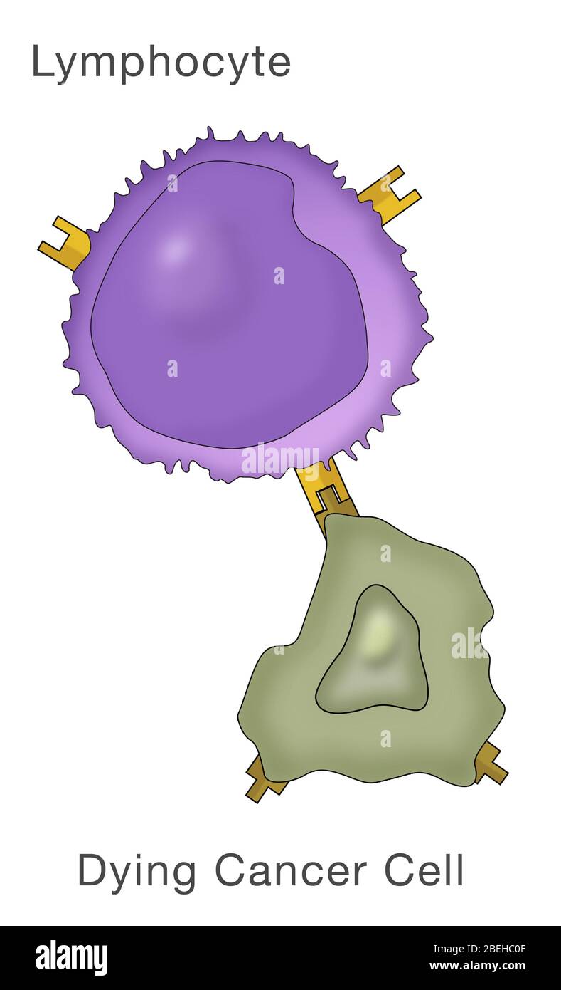 Lymphocytes et cellules cancéreuse Banque D'Images
