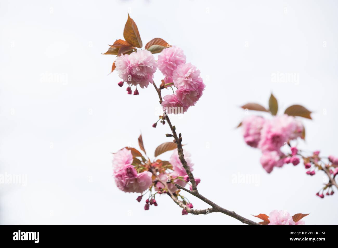 Roma, Italie. 13 avril 2020. Floraison de Sakura, cerisiers japonais, dans EUR Lake Park à Rome, pendant le maintien de la pandémie de Covid-19. (Photo de Matteo Nardone/Pacific Press) crédit: Agence de presse du Pacifique/Alay Live News Banque D'Images