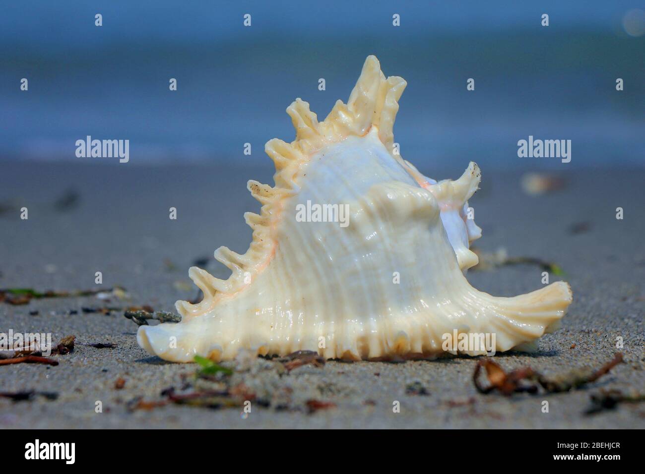 Une coquille de mer ou de mer, aussi connue simplement comme une coquille,  est une couche extérieure dure et protectrice créée par un animal qui vit  dans la mer. La coque est