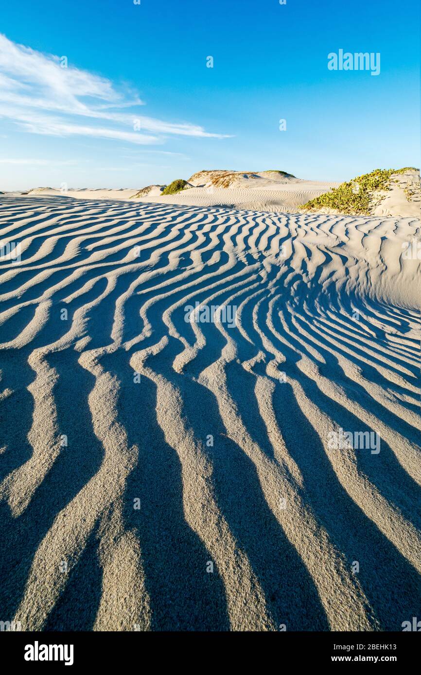 Motifs dans les dunes de Sand Dollar Beach, Magdalena Island, Baja California sur, Mexique. Banque D'Images