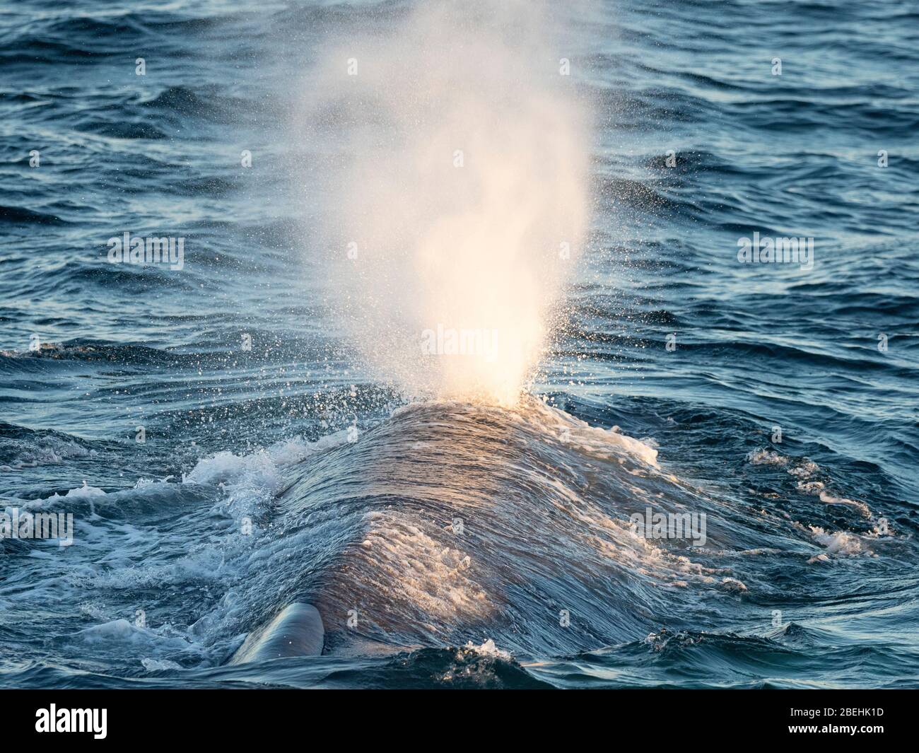 Baleine bleue adulte, Balaenoptera musculus, surmontée de l'île de Magdalena, Baja California sur, Mexique. Banque D'Images