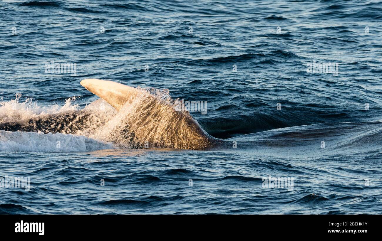 Baleine bleue adulte, Balaenoptera musculus, sauge de surface au large de l'île Magdalena, Baja California sur, Mexique. Banque D'Images
