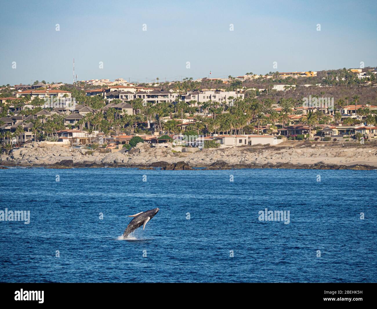 Baleine à bosse, (Megaptera novaeangliae), braconnage de veau à Los Cabos, Baja California sur, Mexique. Banque D'Images