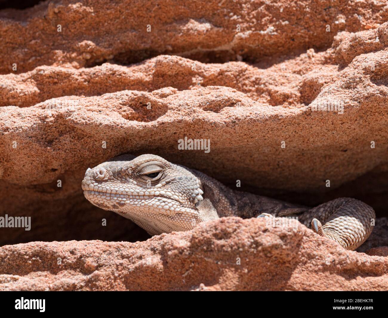 Un adulte commun chuckwallaa, Sauromalus ater, à Punta Colorado, Isla San Jose, Baja California sur, Mexique. Banque D'Images