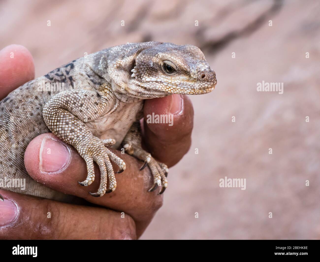 Un adulte commun chuckwallaa, Sauromalus ater, à Punta Colorado, Isla San Jose, Baja California sur, Mexique. Banque D'Images