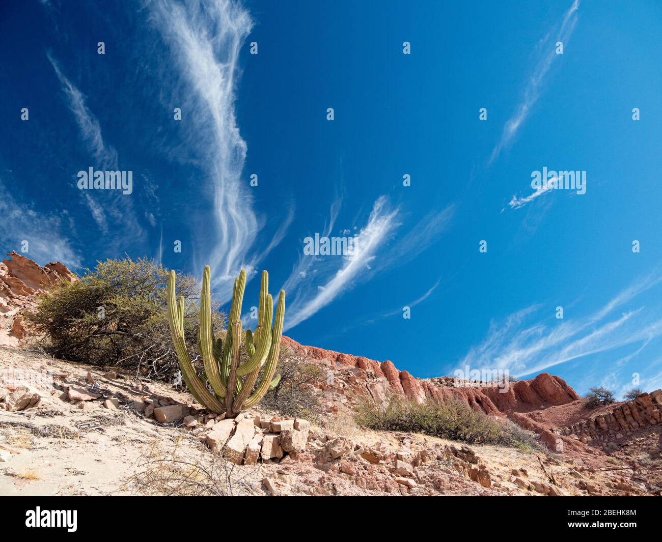 Cactus de tuyaux d'organes, Stenocereus thurberi, près de Puerto Gato, Baja California sur, Mexique. Banque D'Images