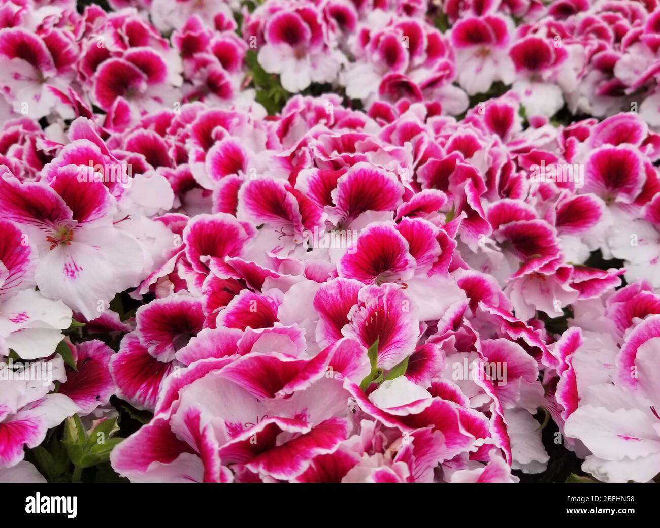 Belle fleur de géraniums Regal bicolores fleuries au printemps Banque D'Images