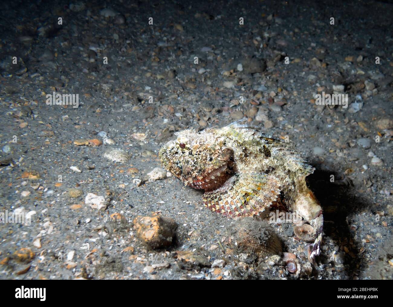 Scorpion tacheté (Scorpaena plumieri) la nuit, allongé en attente sur le fond de la mer pour embuscade proie, Riviera Beach, Floride, États-Unis, couleur Banque D'Images
