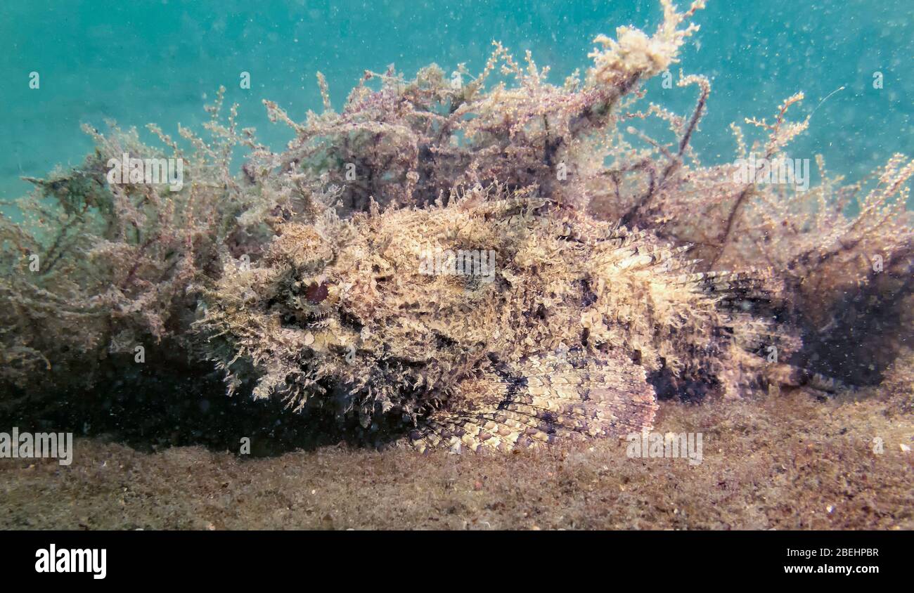 Le scorpion tacheté (Scorpaena plulieri) se trouve dans des algues sur le fond de la mer, attendant une proie embuscade, Riviera Beach, Floride, États-Unis, couleur Banque D'Images