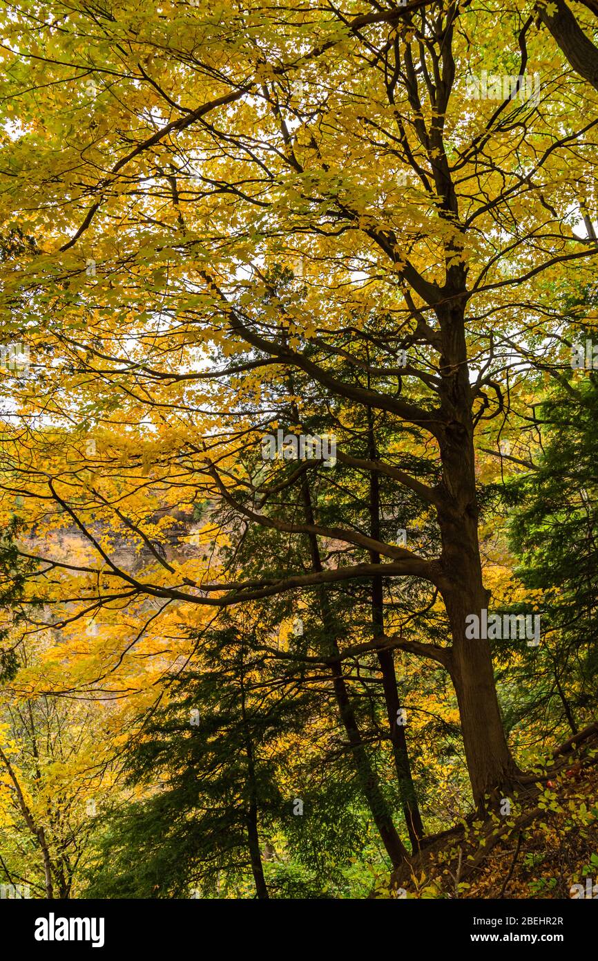 Dundas Valley escarpement du Niagara Hamilton Ontario Canada à l'automne Banque D'Images