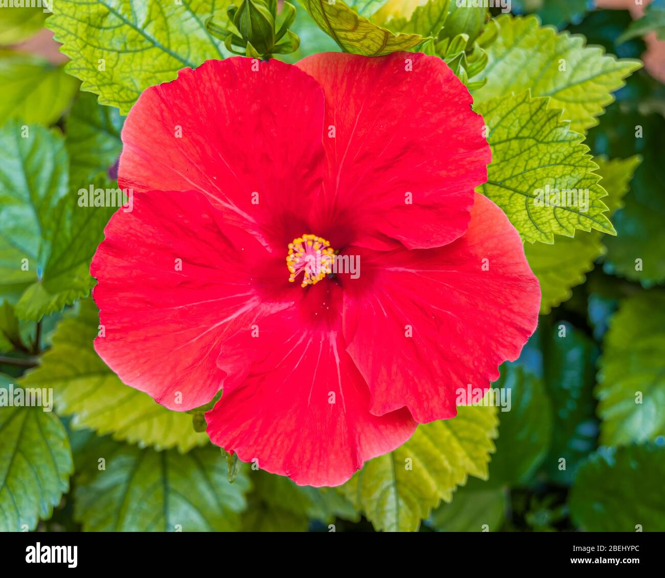 Hibiscus Rosa-Sinensis, connu en colloque comme hibiscus chinois, la Chine a augmenté, hibiscus hawaïen, le hibiscus de roses et la plante noire de la cime. Banque D'Images