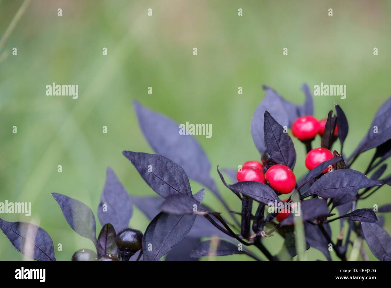 Plante de piment de la Perle noire (Capsicum annuum) avec fruits rouges et feuilles sombres dans le jardin. Une grande plante ornementale qui est comestible. Banque D'Images