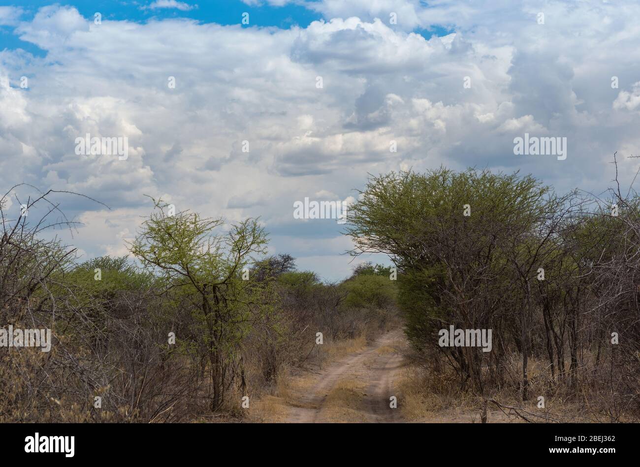 Route sablonneuse du parc national de Khaudum, Namibie Banque D'Images