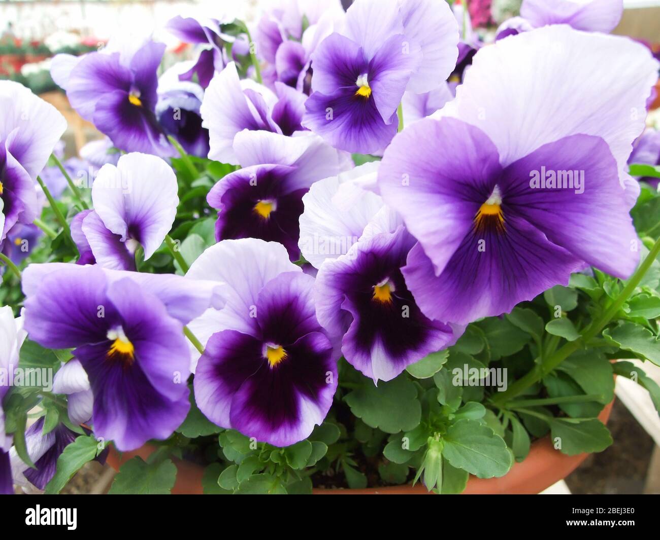 Pansies aux fleurs violettes près de fleurs de pansy colorées avec centre jaune, plante de pot de fleurs. Banque D'Images