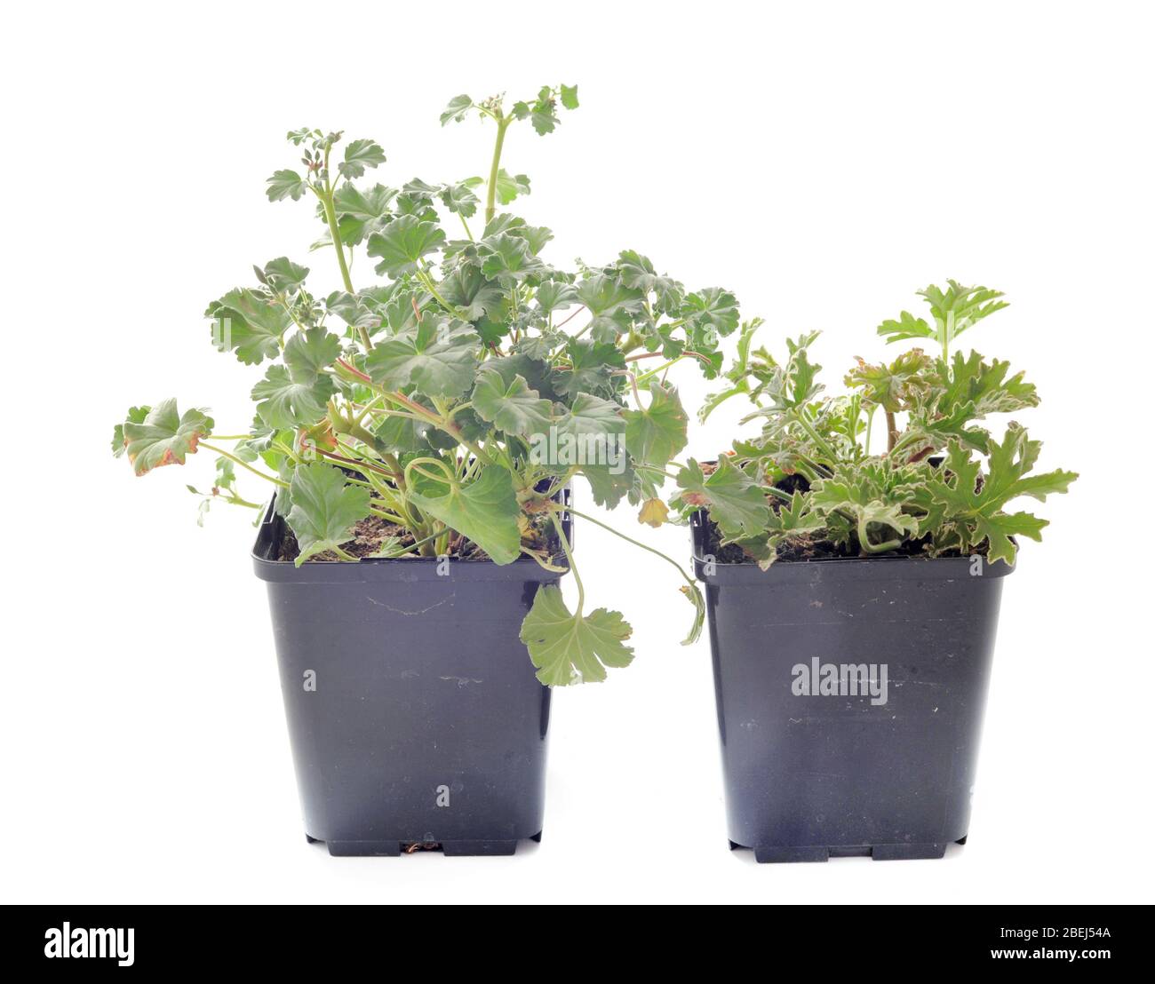 Pelargonium capitatum in front of white backgournd Banque D'Images