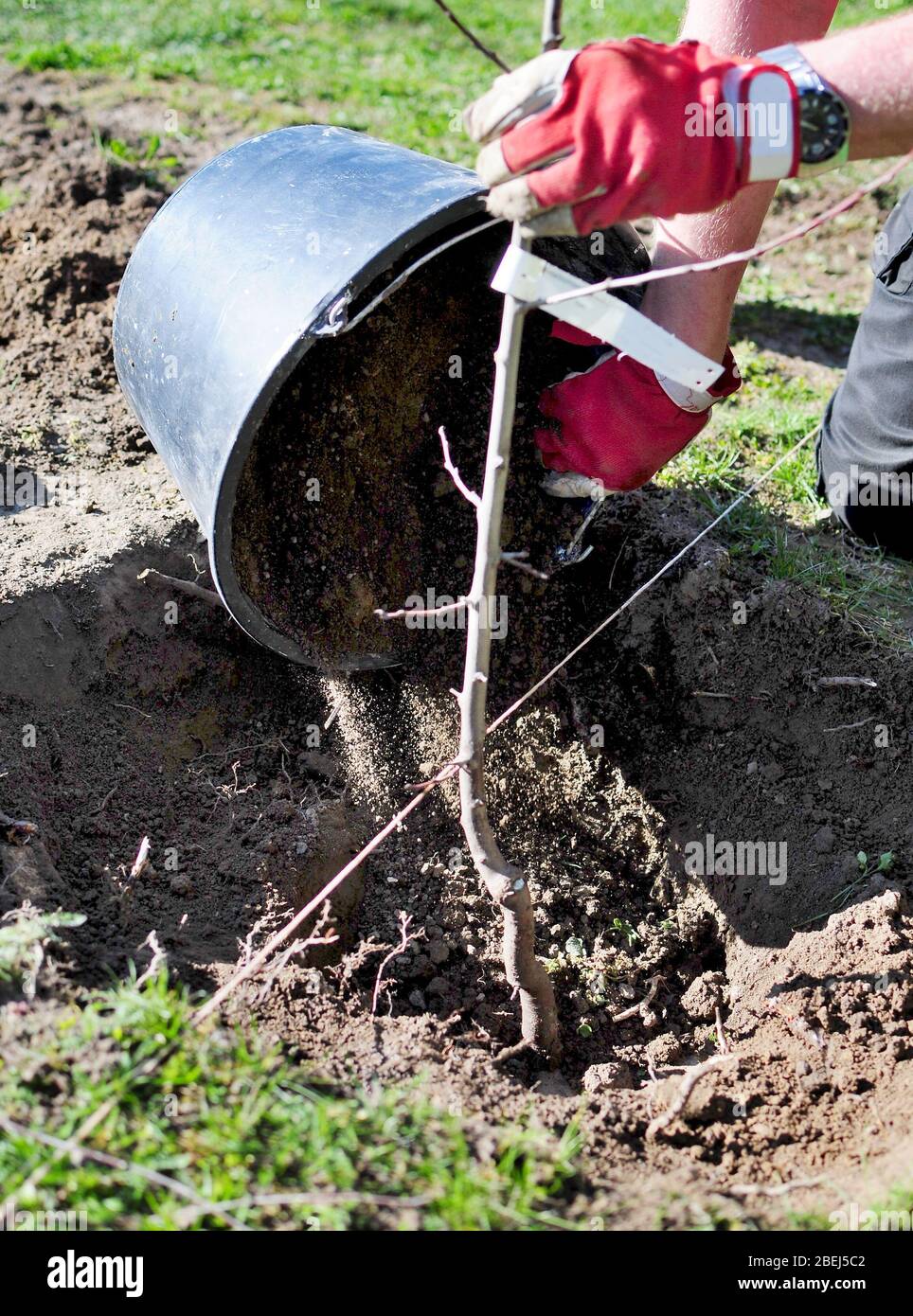 Homme plantant un arbre dans un trou au début du printemps dans le jardin. Banque D'Images