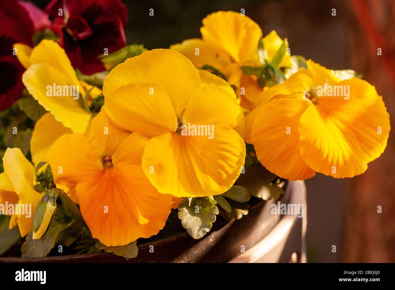 Fleurs de pansy jaunes. Matin dans le jardin de printemps. Fleurs de première floraison. Banque D'Images