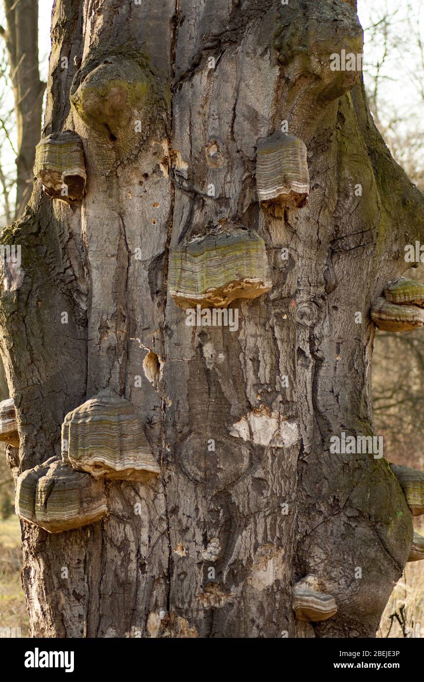 Vieux arbre recouvert de nombreux champignons en bois. Banque D'Images