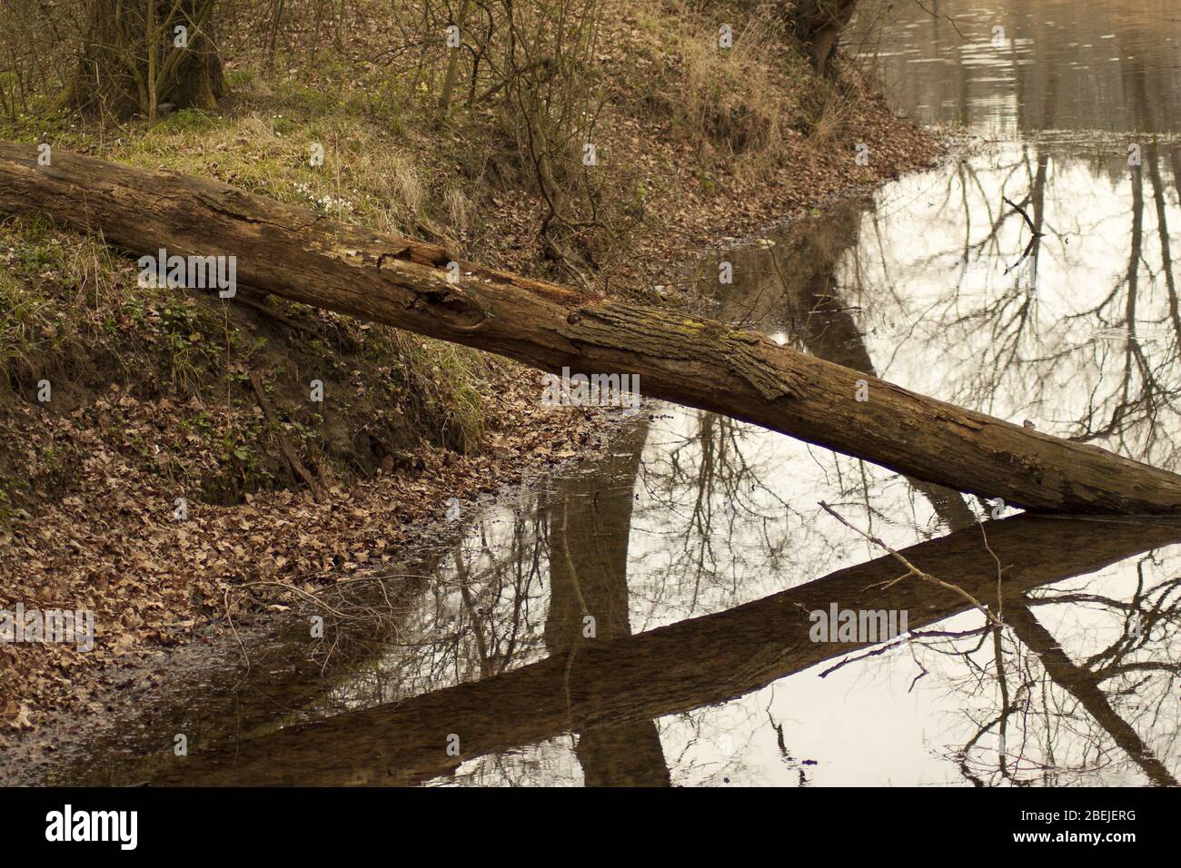 Tronc d'arbre cassé allongé dans l'eau. Banque D'Images