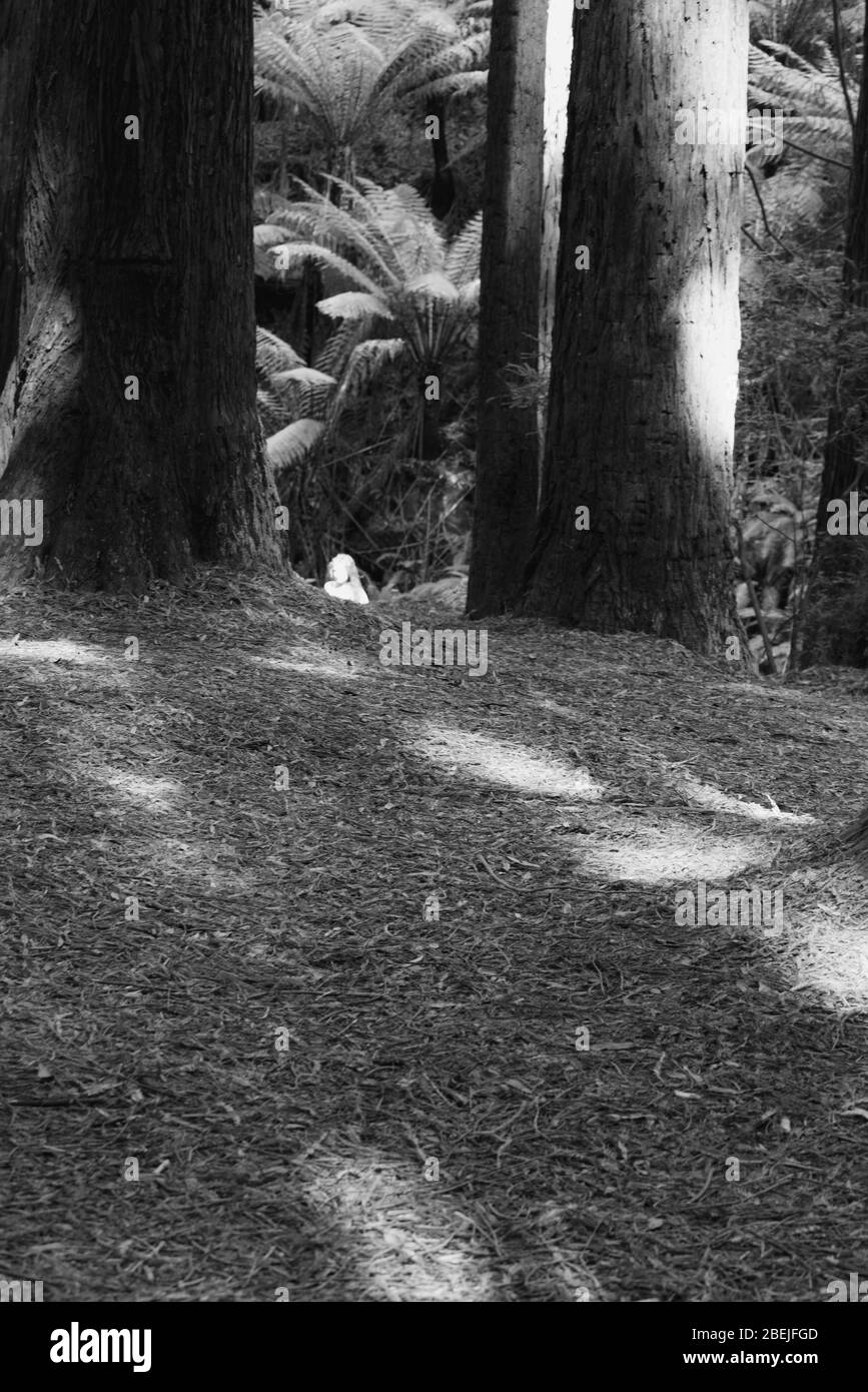 Arbres et effets de forêt de séquoias Banque D'Images