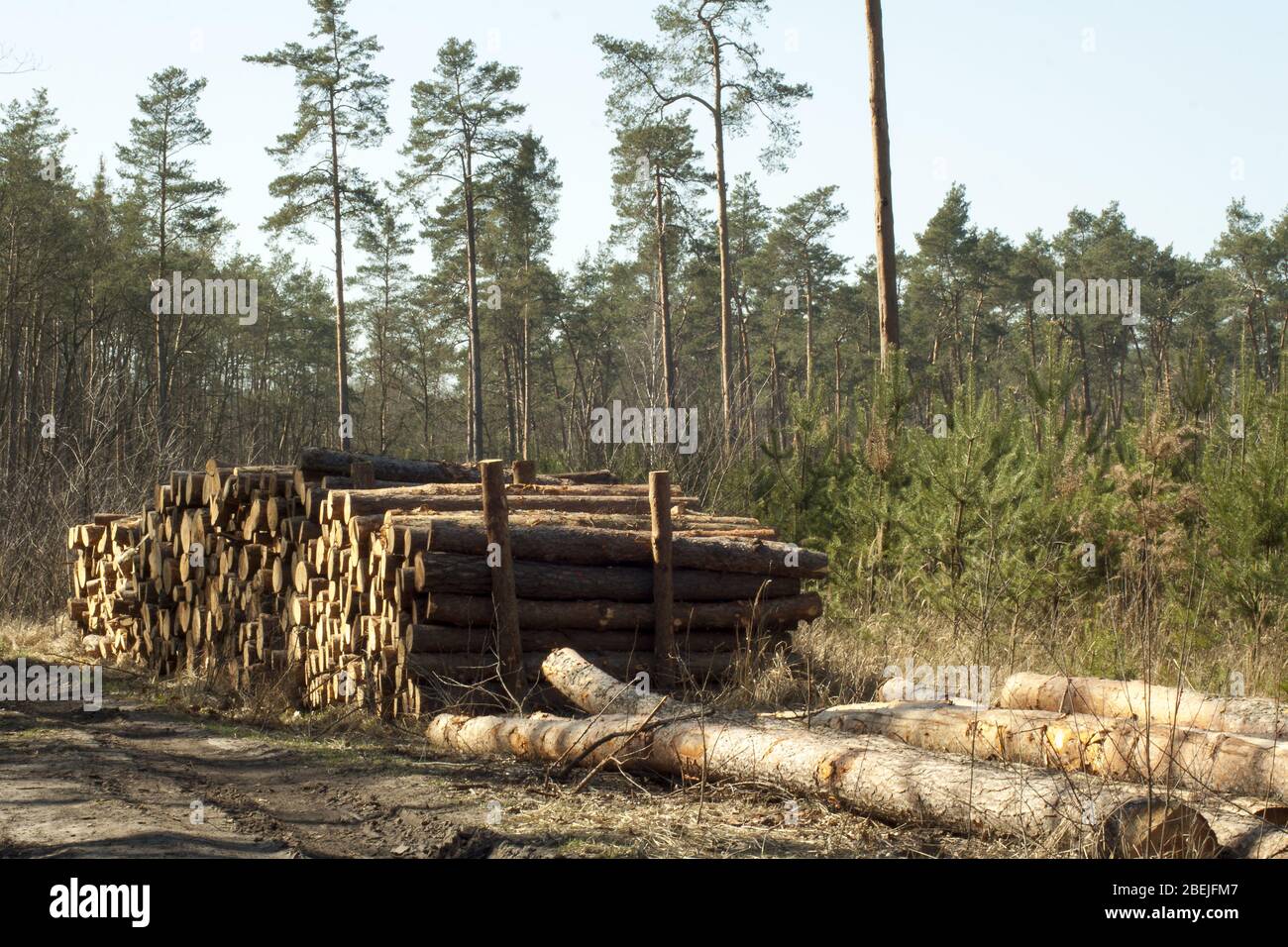 Arbres fraîchement coupés et arrangés prêts à l'enlèvement de la forêt et à la vente. Banque D'Images