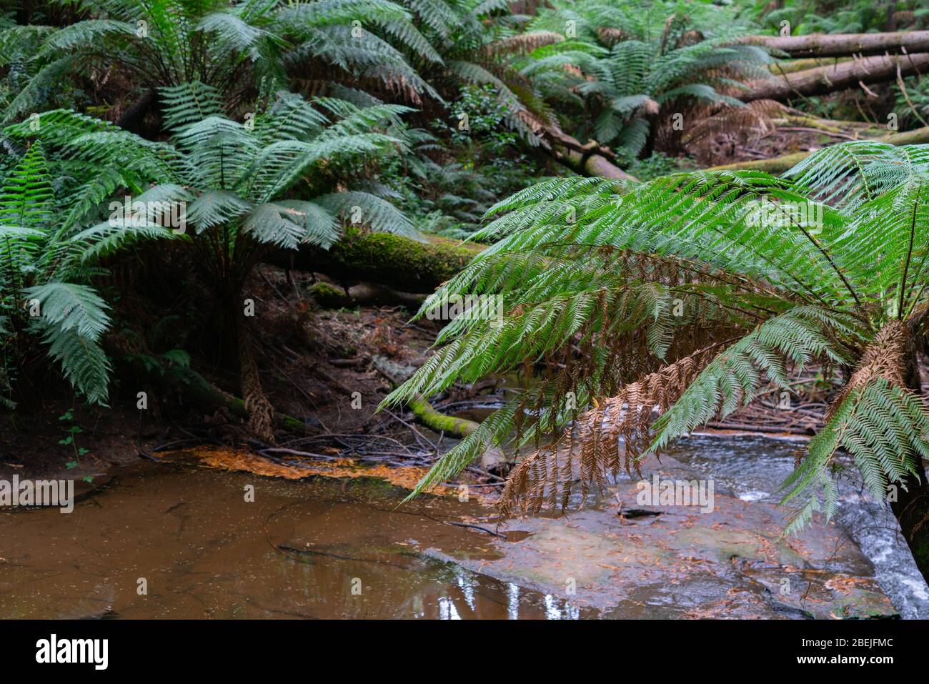 Étang naturel sur le sol de la forêt avec des arbres cassés à litière de feuilles et des fougères sur la forêt de séquoias Otway. Banque D'Images