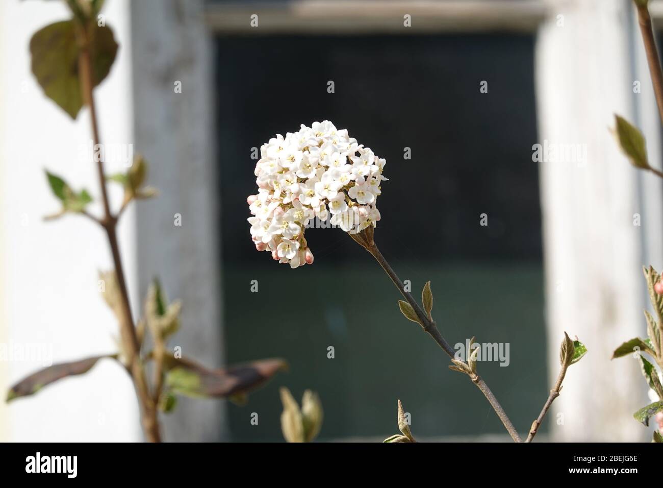 Fleurs fleuries blanches de virbunum burkwoodii Anne Russel, Osterschneeball devant une fenêtre en bois. Beau concept pour jardin idyllique de campagne. Banque D'Images