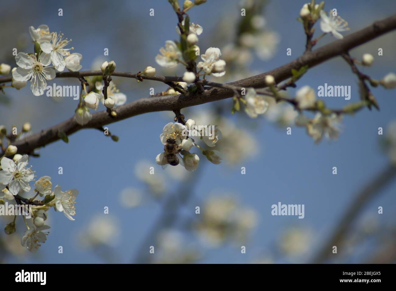 Pollinisation des abeilles au miel de fleurs printanières d'arbres fruitiers dans le verger. Banque D'Images