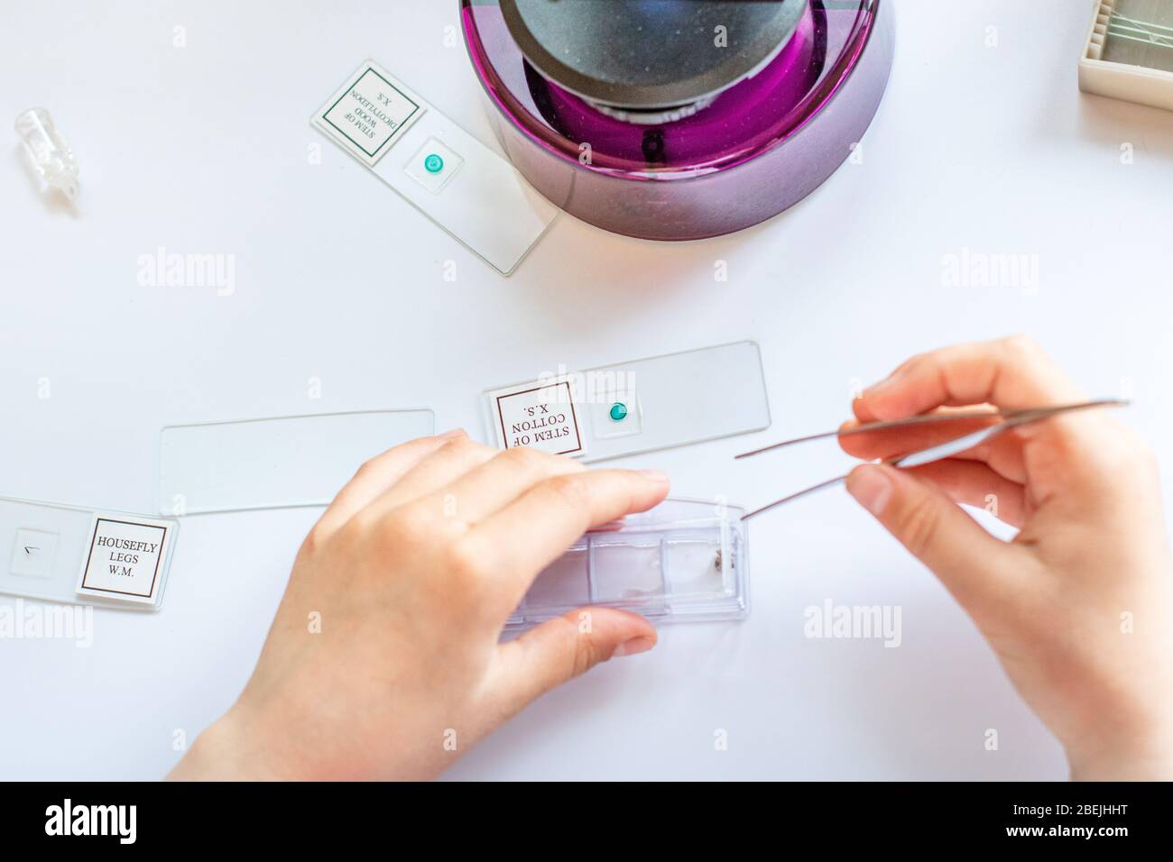 Un enfant étudie un insecte séché dans un laboratoire domestique. Banque D'Images