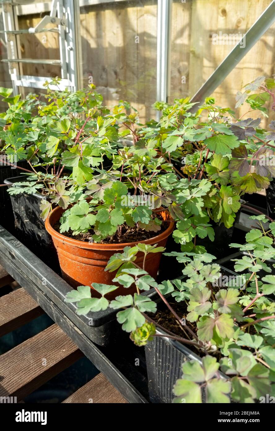 Gros plan de jeunes plants de plantules aquilegia columbine plantes en pots en serre au printemps Angleterre Royaume-Uni Grande-Bretagne Banque D'Images